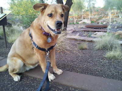 nala in the park with harness