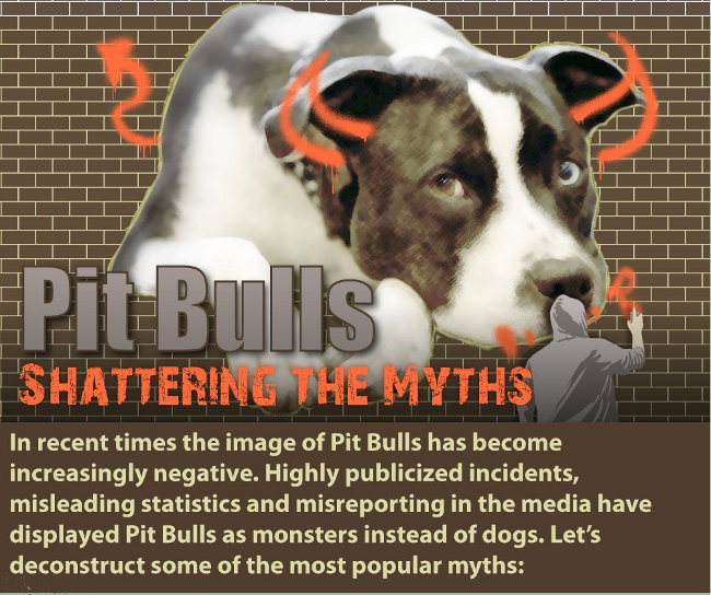 Inforgraphic Are pit bulls dangerous