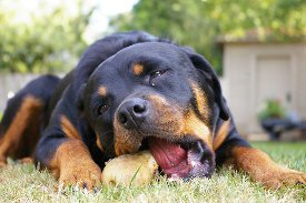 can dogs eat chicken can dogs eat chicken bones can dogs eat chicken can dogs eat chicken bones