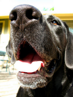 panting labrador