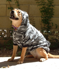 large dog hoodie