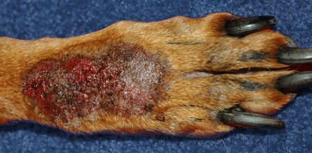 Hot Spot On A Dogs Paw - Irritated