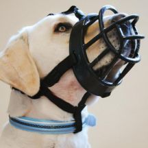 Dog Muzzles That Allow Drinking