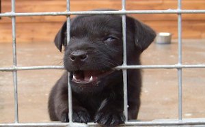 puppy biting fence
