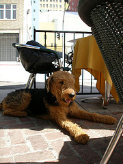 restaurants dog friendly