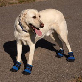 dog boots keep paws cool