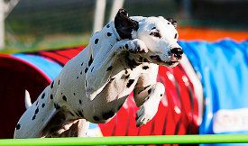 What are the AKC agility rules?