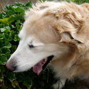 sneezes when excited why do dogs sneeze sneezes when excited why do dogs sneeze
