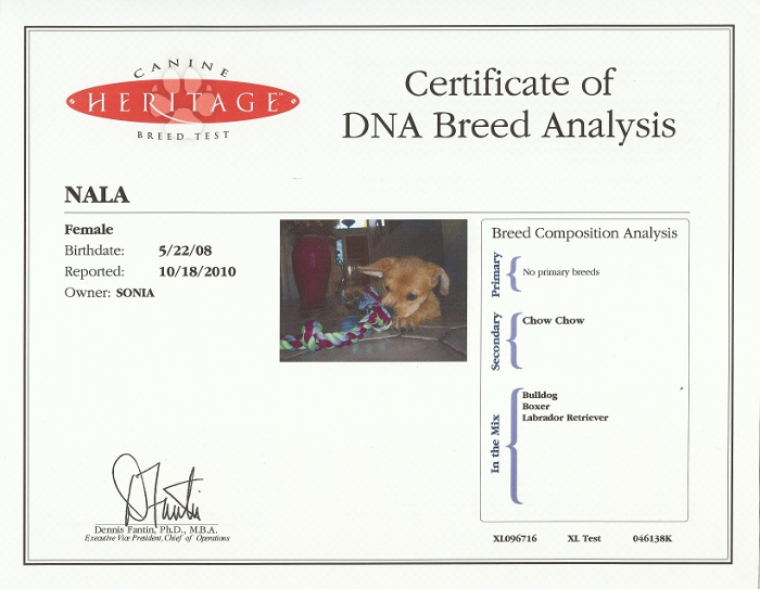 dog dna tests compared