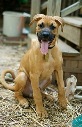 adopt rescue dogs