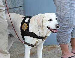 dog with handler