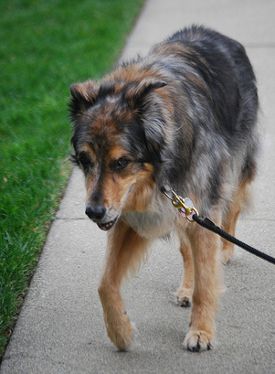 Arthritis symptoms in dogs