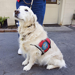 becoming a therapy dog