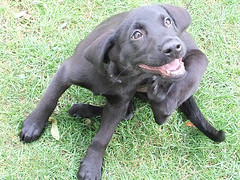 dog with itchy skin scratching himself