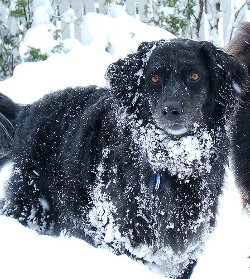 Big black dog in snow