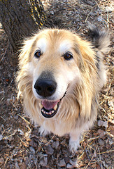 dog in forest