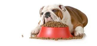 bulldog and kibble