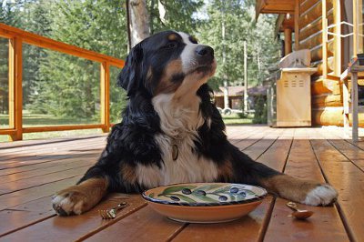 what happens when a dog eats a chicken bone