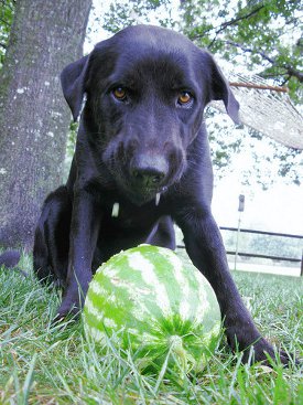 Can dogs eat fruit
