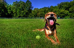 canine heat stroke