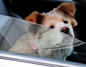 Car sickness in dogs