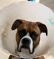 dog surgery