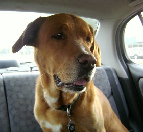 tips on dog car safety