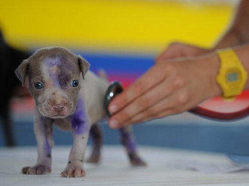 puppy at the vet