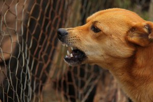 Dog baring teeth