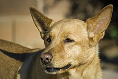 pointed ears on dog