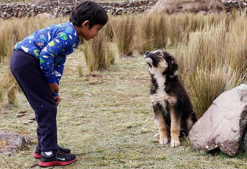 dog reading boy's facial expression