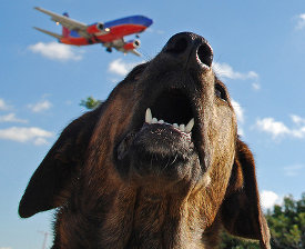 Dog friendly airlines