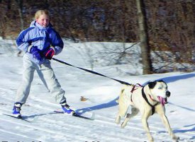 dog skijoring