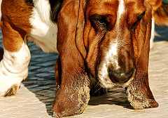 dog undercover