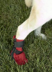Dog Wound Boot