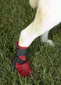 dog wound boot