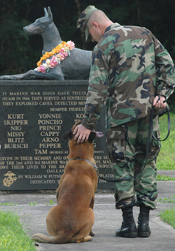 dogs in the military