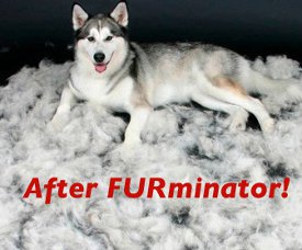 Furbuster vs FURminator