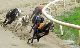 greyhounds