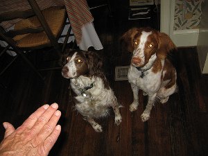 hand signals in dog training