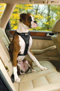 Harnesses for dogs