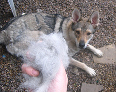 how to reduce dog shedding