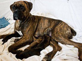 How Long Are Dogs Pregnant