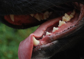 How many teeth do dogs have?