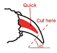 how to clip dog nails