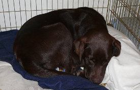 old dog comfortable sitting in crate