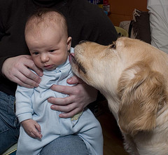 introducing dog to baby