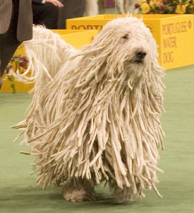 dogs that dont shed much hair