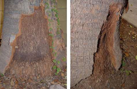 dog chewed tree trunk