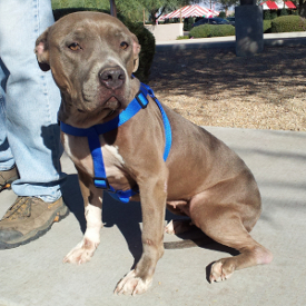 large dog harnesses